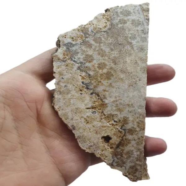 فسیل مرجان