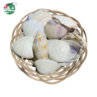 پک صدف تزئینی