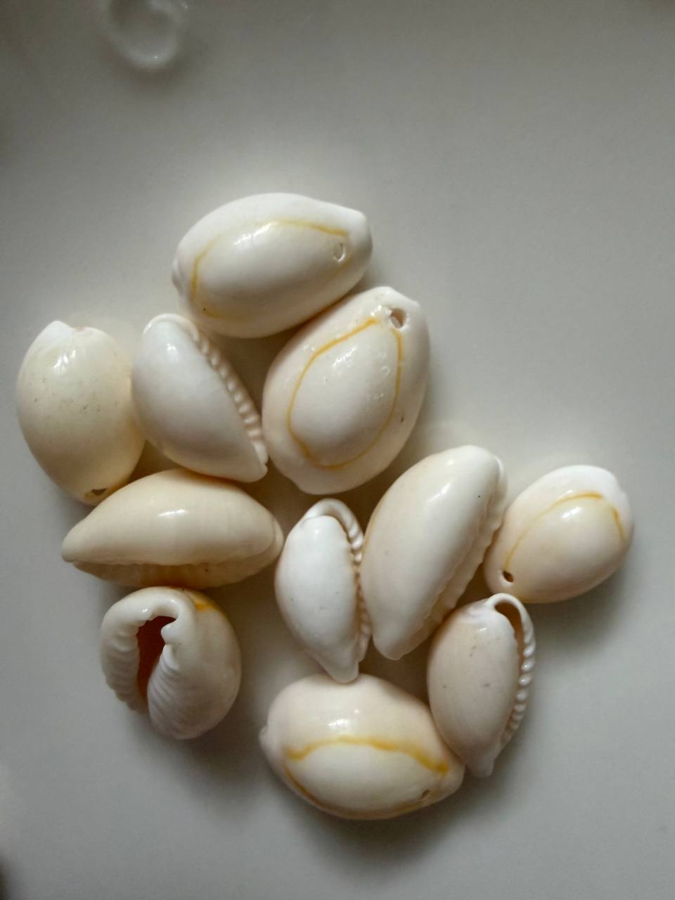 صدف طبیعی گردنبندی
