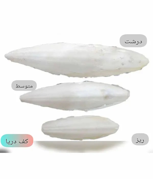 صدف کف دریا پرندگان