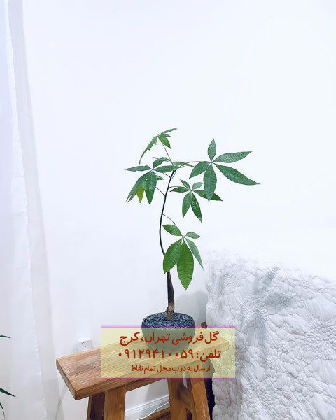 درخت پول برای طراحی فضای لابی