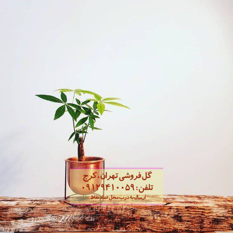 درخت پول برای تزئین فضای تراس