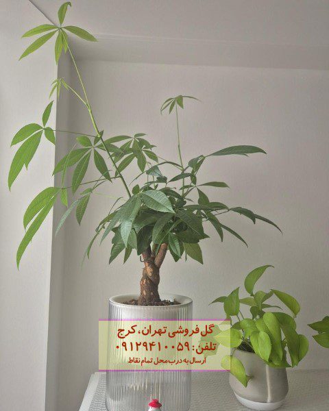 درخت پول برای طراحی فضای کوچک