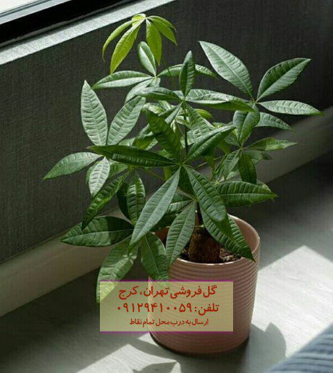 درخت پول برای تزئین فضای کافه‌ها
