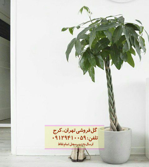 درخت پول برای تزئین فضای رستوران