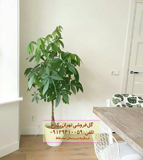 درخت پول برای دکوراسیون خانه
