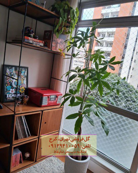 درخت پول برای طراحی فضاهای آموزشی