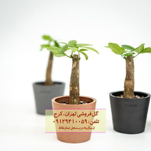 درخت پول برای تزئین حیاط خانه