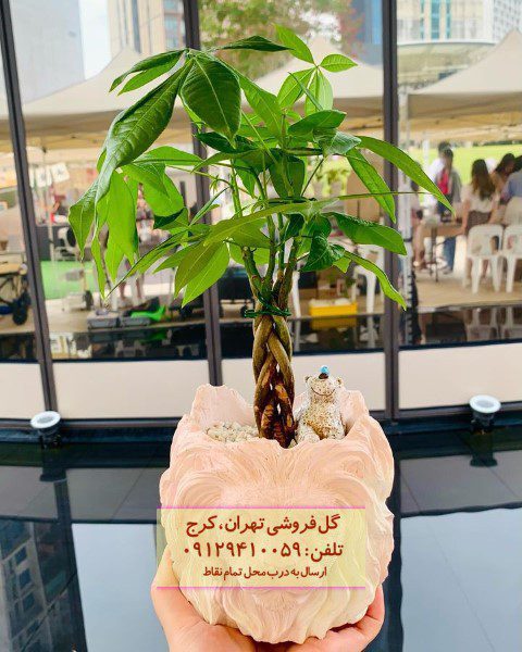 درخت پول برای تزئین فضای پاسیو