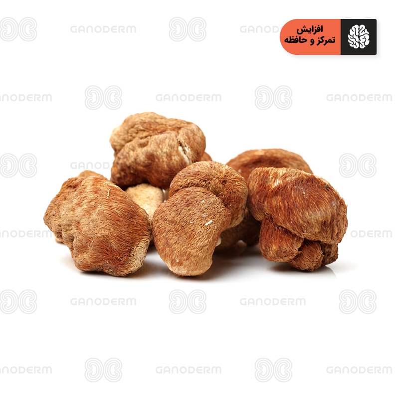قارچ یال شیر (هریسیوم) | قارچ لاینزمین (Lion’s mane)