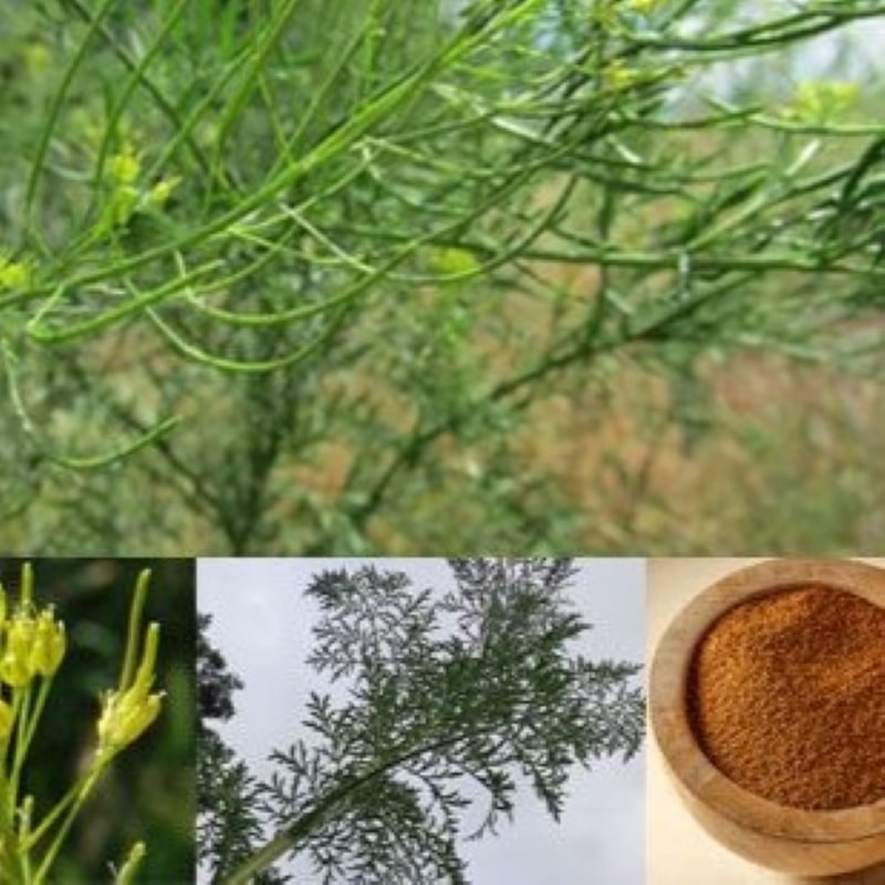 خاکشیر لوکس اعلاء