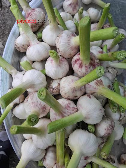 سیر همدان
