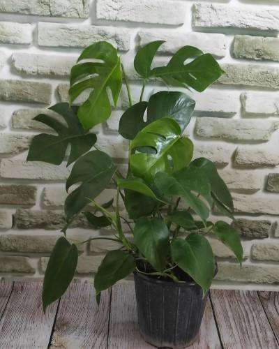 برگ انجیری رونده E21A96