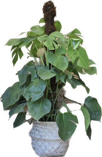 برگ انجیری