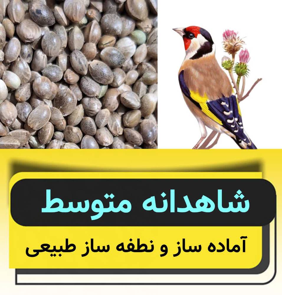 شاهدانه سایز متوسط
