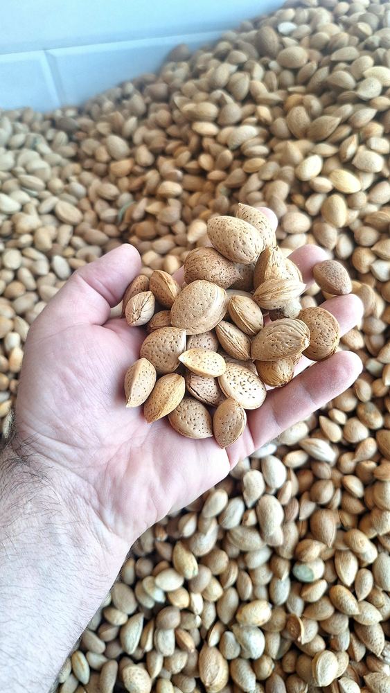 بادام سنگی باغی(استهبان)