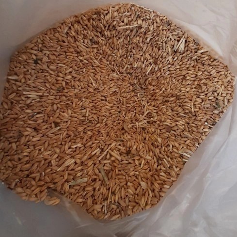 گندم مرغی_0.5کیلو
