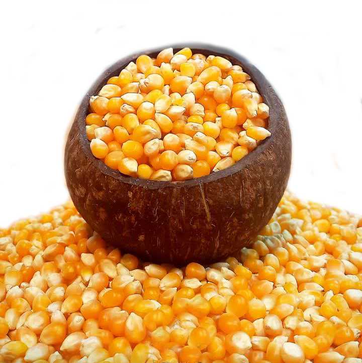 دانه ذرت (ذرت پفیلا)