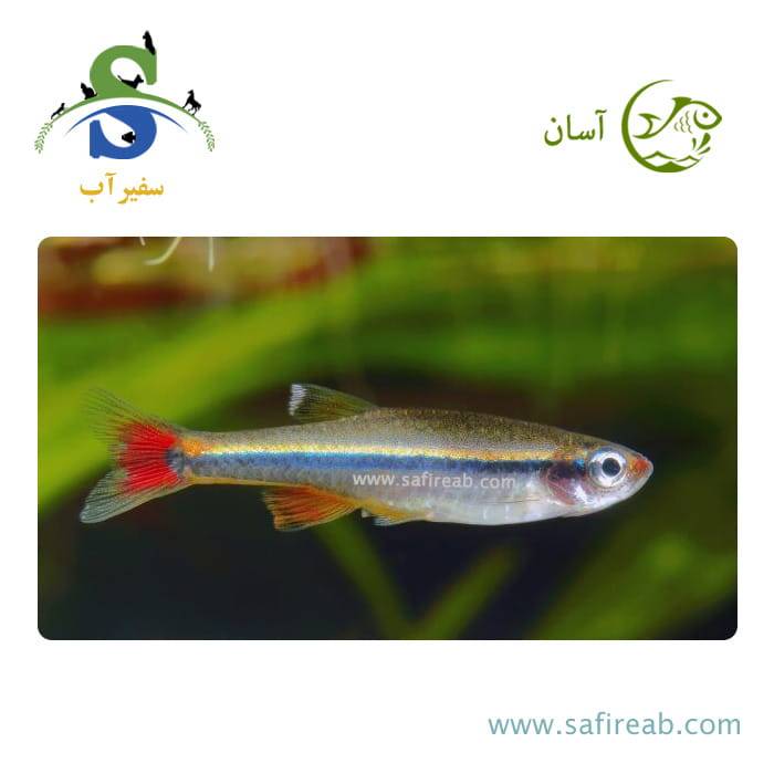 ماهی تترا وایت کلود مونتین
