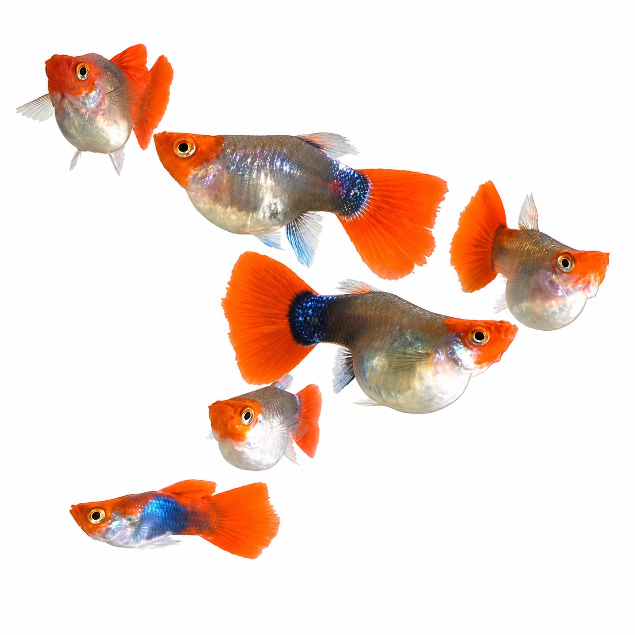 ماهی گوپی کوی بالن (جفت)