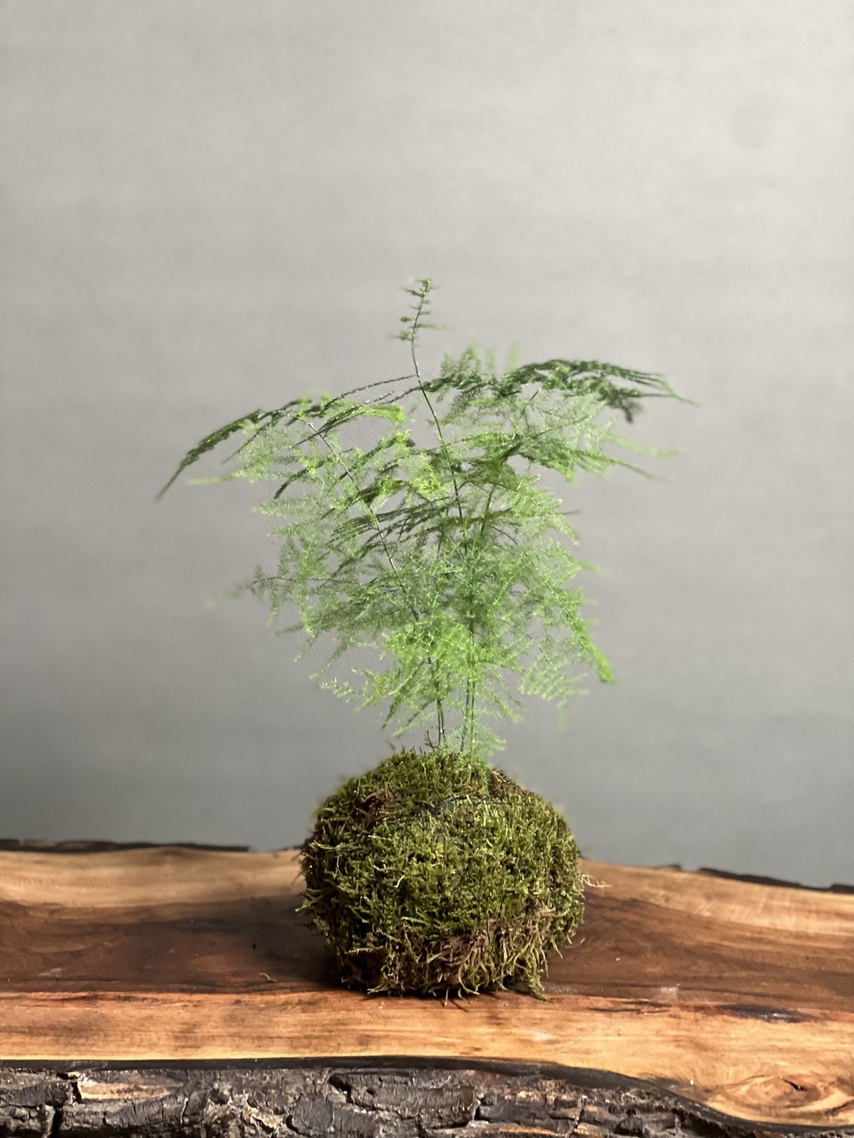 مارچوبه مدل کوکداما