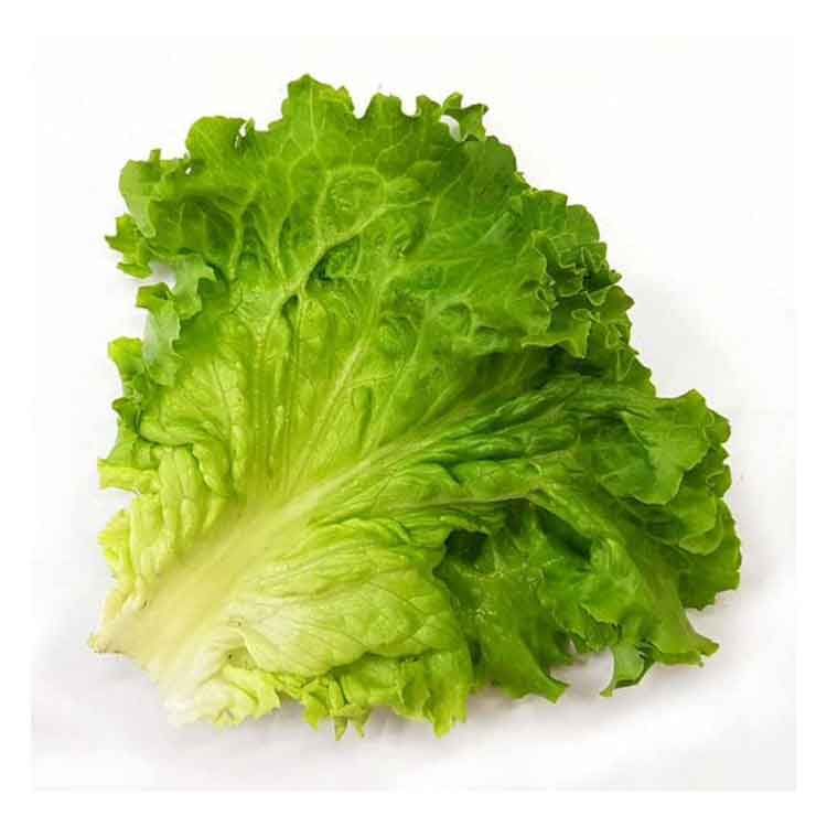 کاهو بیوندا