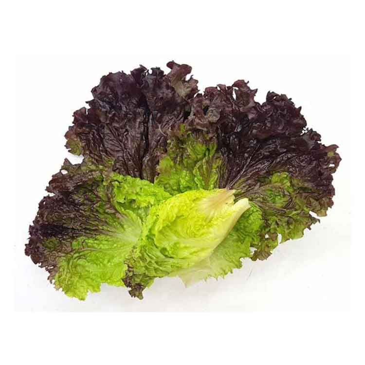 کاهو لولو روسو
