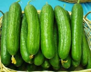 خیار گلخانه ای
