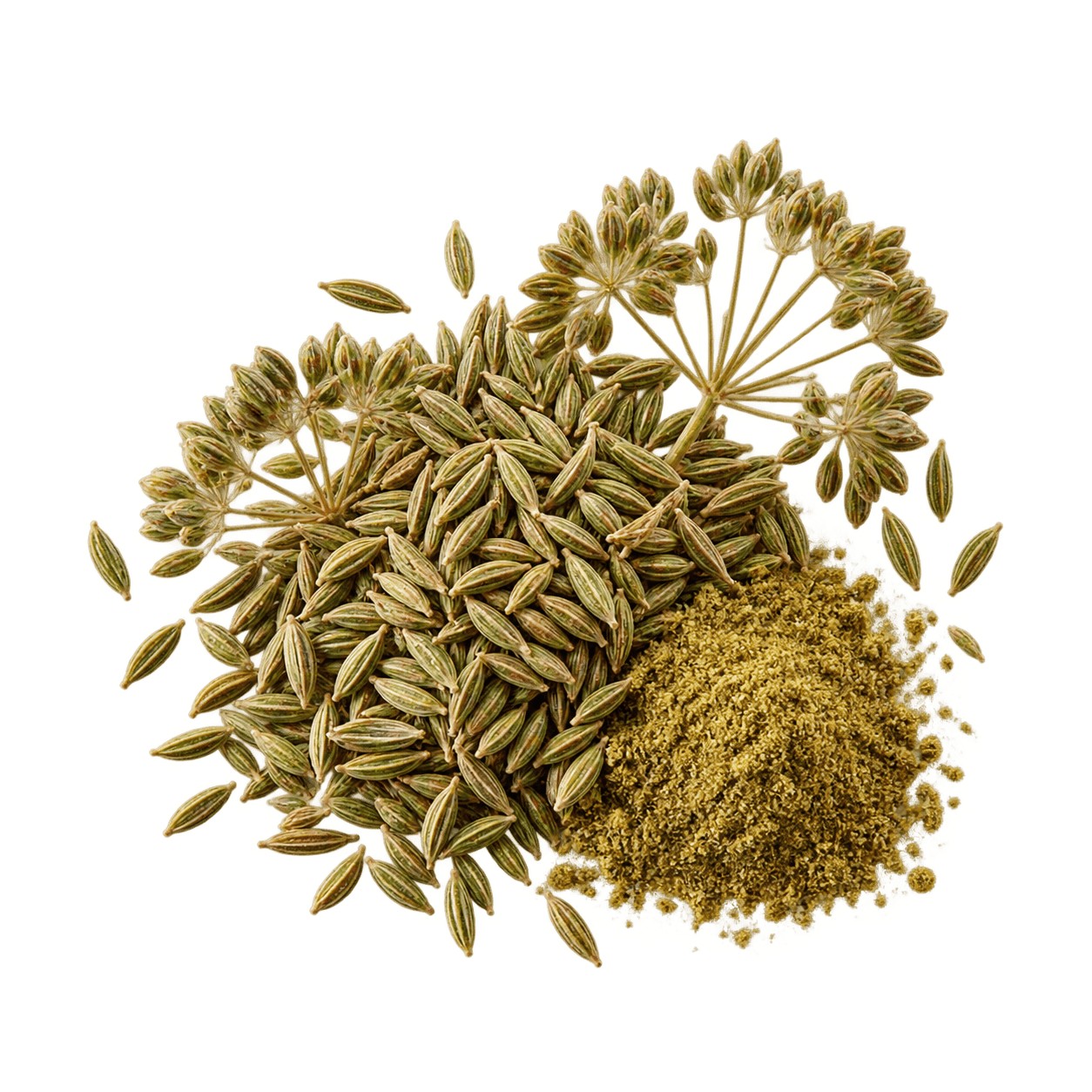 پودرزیره سبز