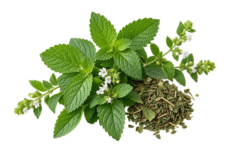 عرق بادرنجویه