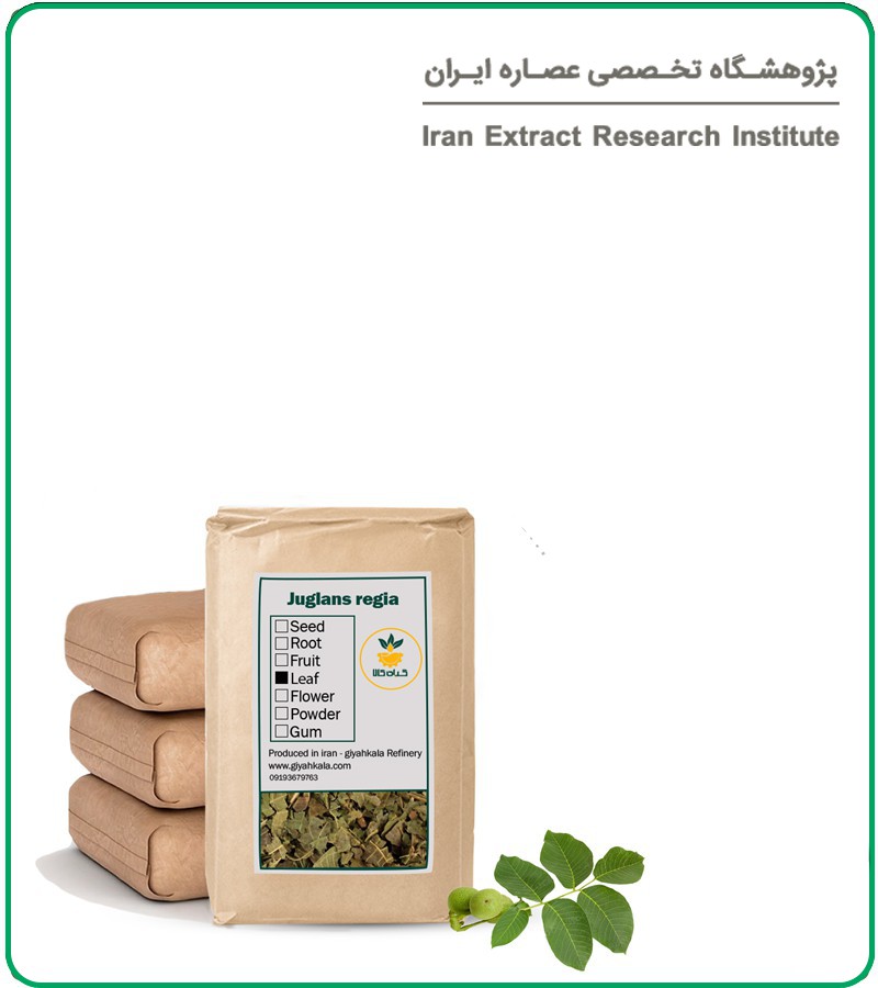 برگ گردو خشک فله