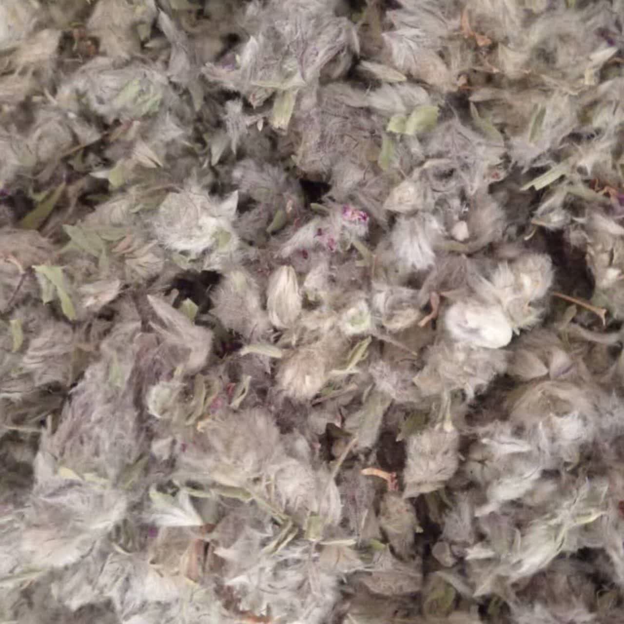 چای کوهی عمده