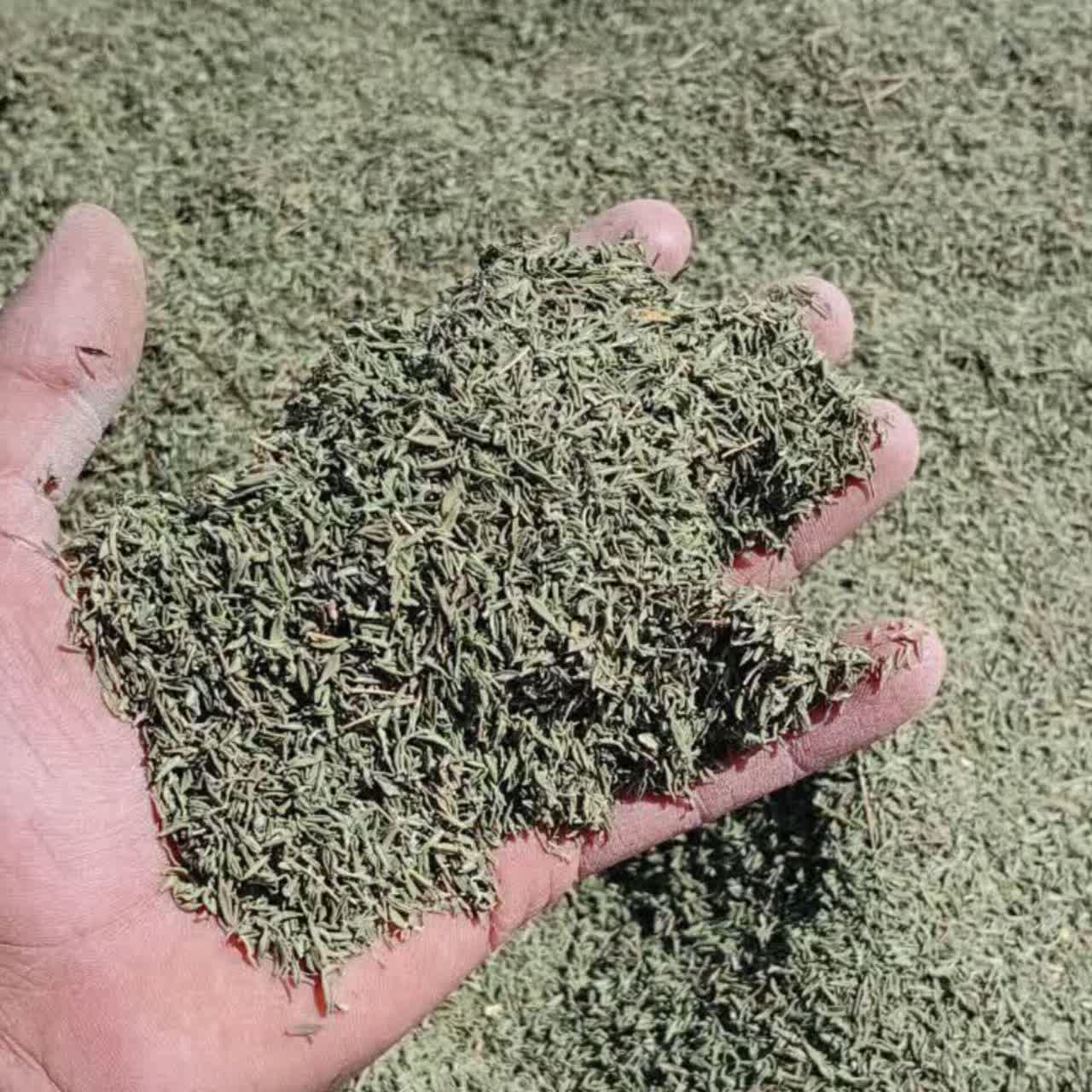 برگ آویشن باغی عمده