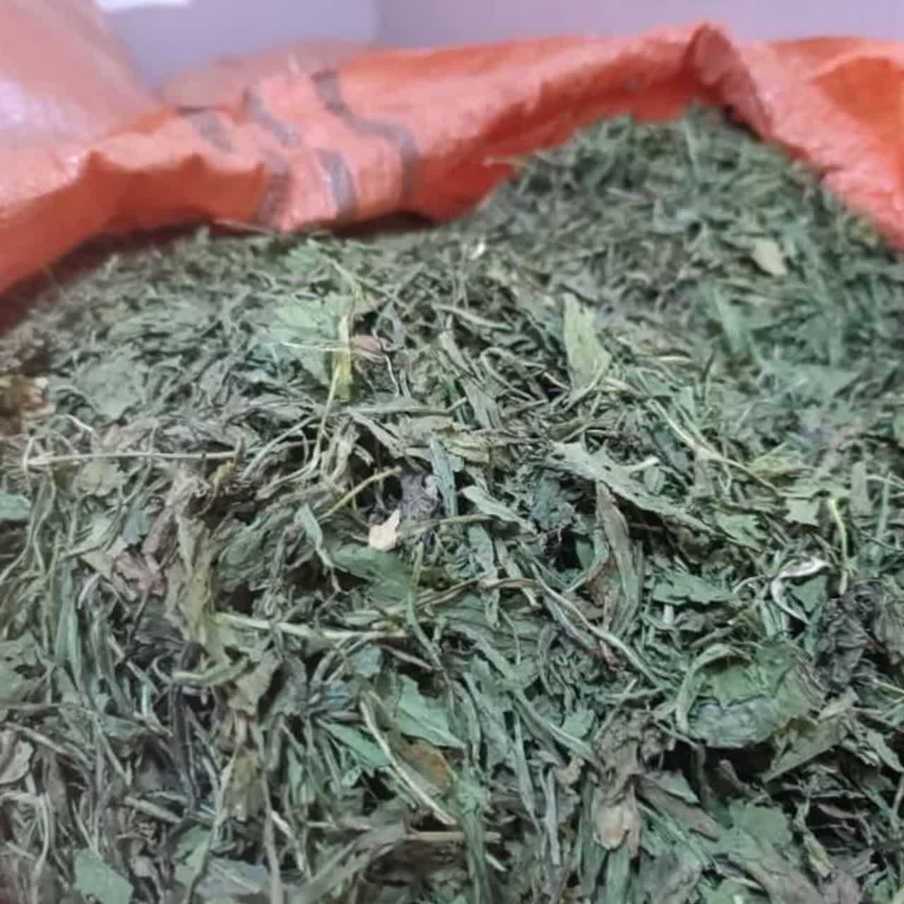 برگ کاسنی کشتی عمده