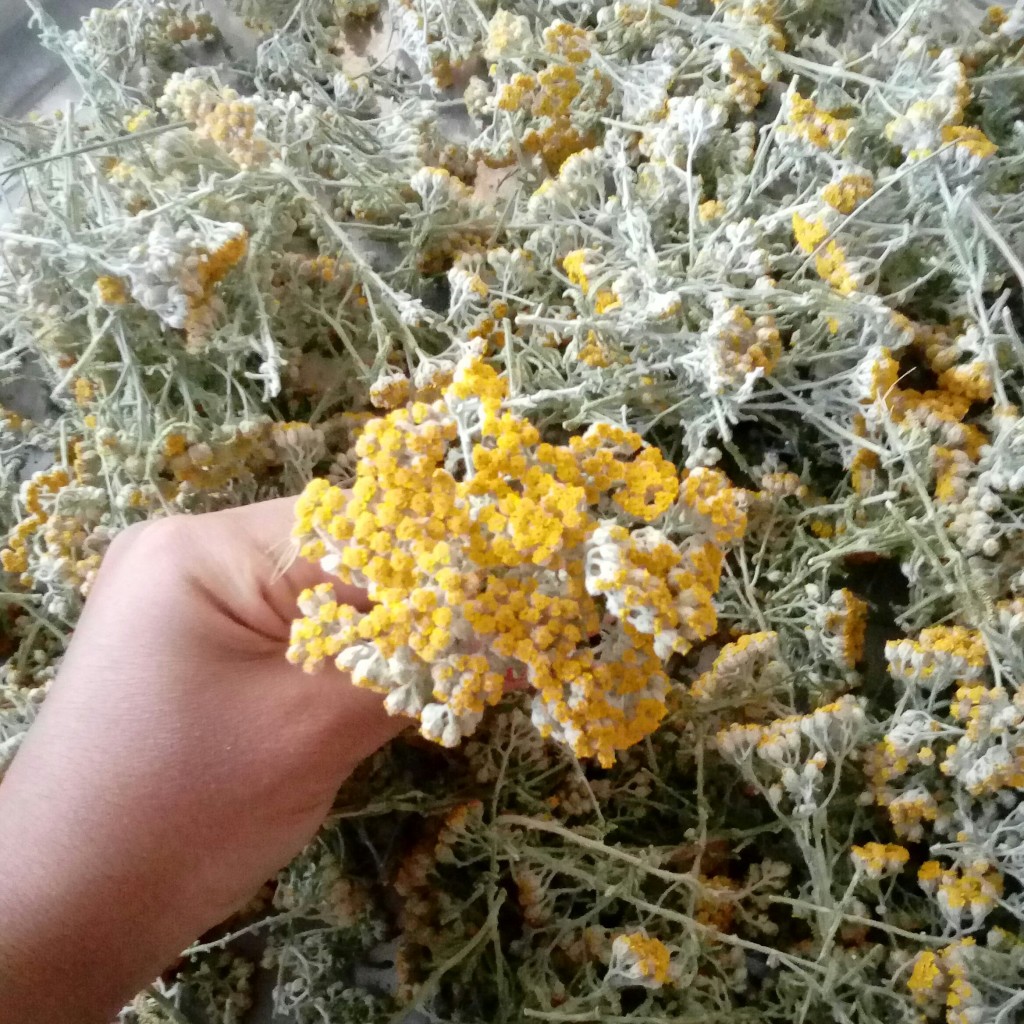 گل بومادران 250 گرمی
