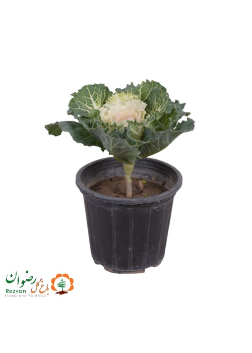 گیاه کلم زینتی
