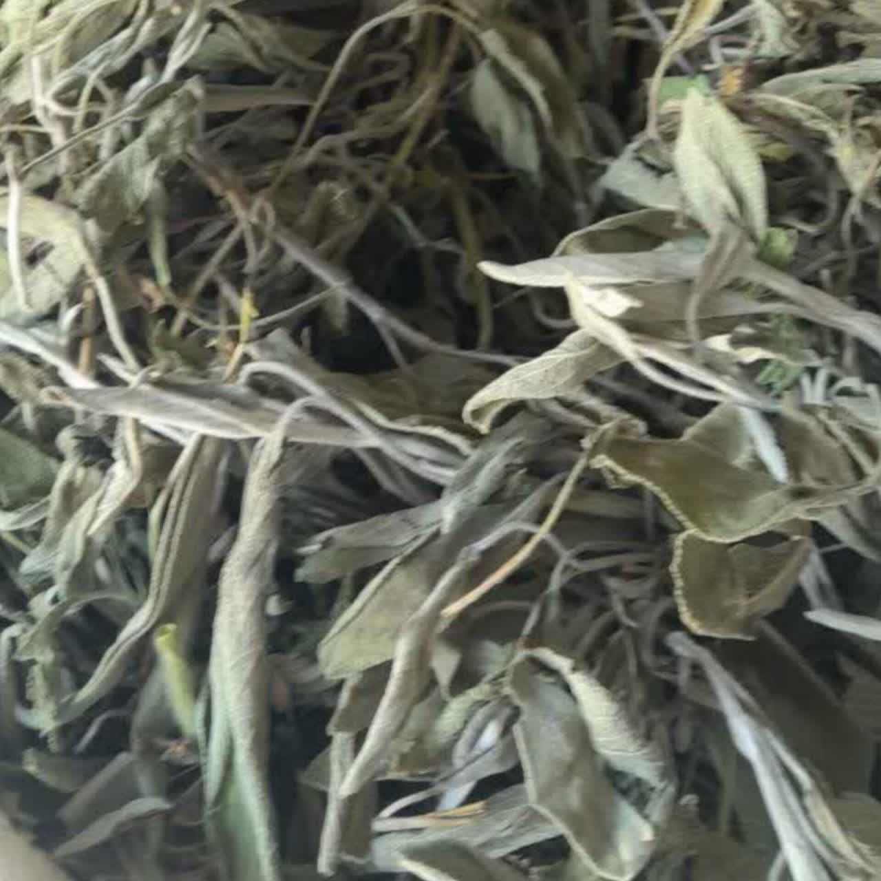 مریم گلی عمده