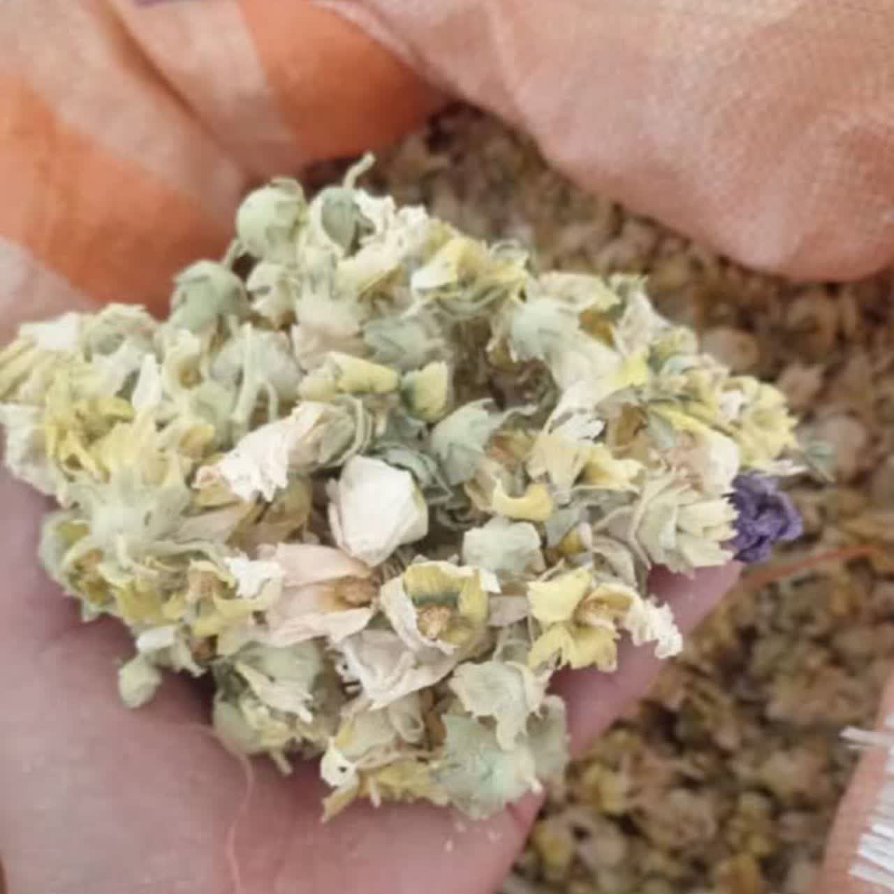 گل ختمی سفید عمده