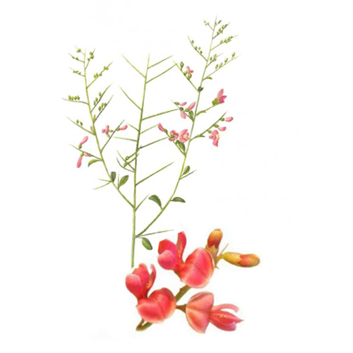 گیاه خارشتر