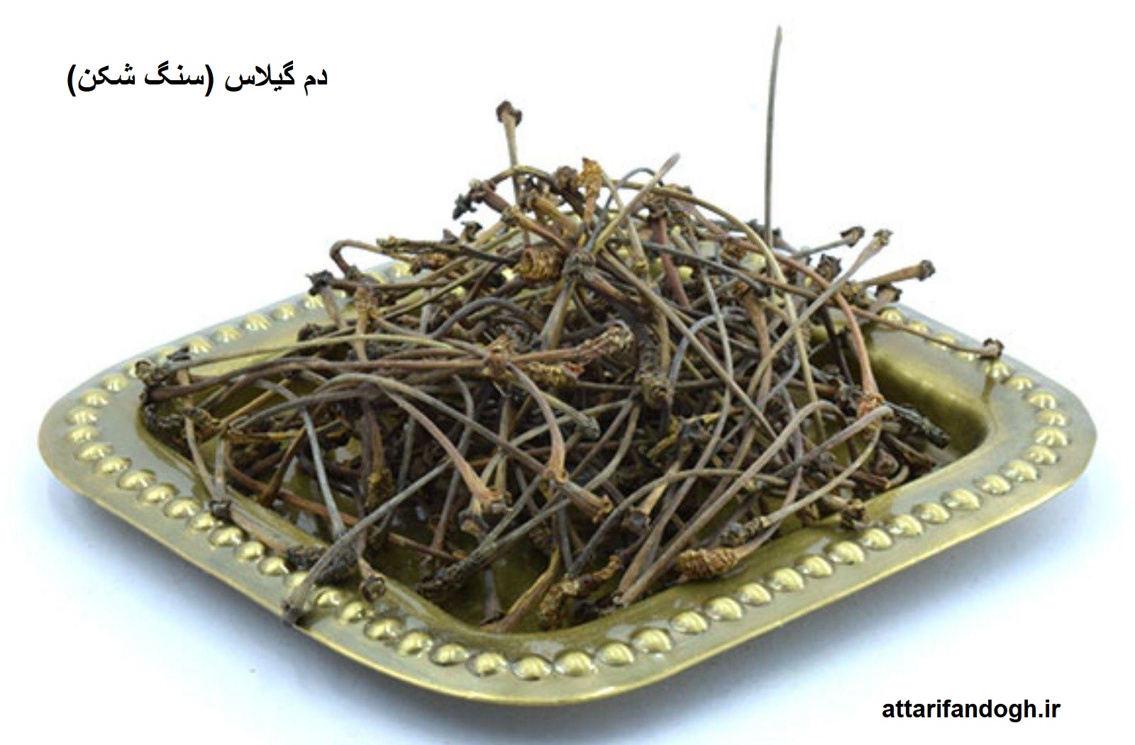 گیاه دم گیلاس (سنگ شکن)