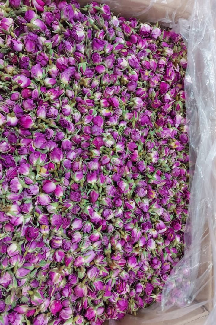 غنچه گل محمدی درجه یک