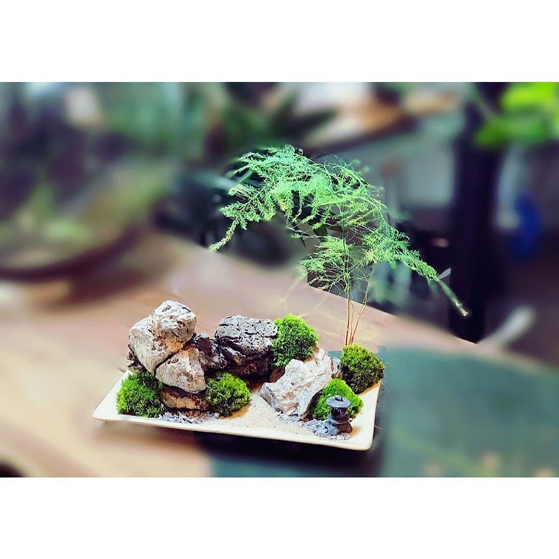 دیش گاردن گرتی (مارچوبه)