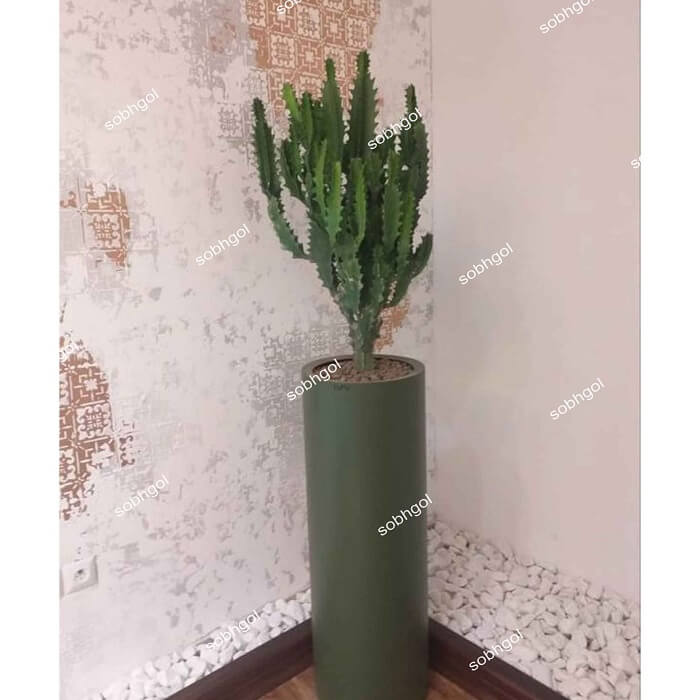 افوربیا تریگونا EU07