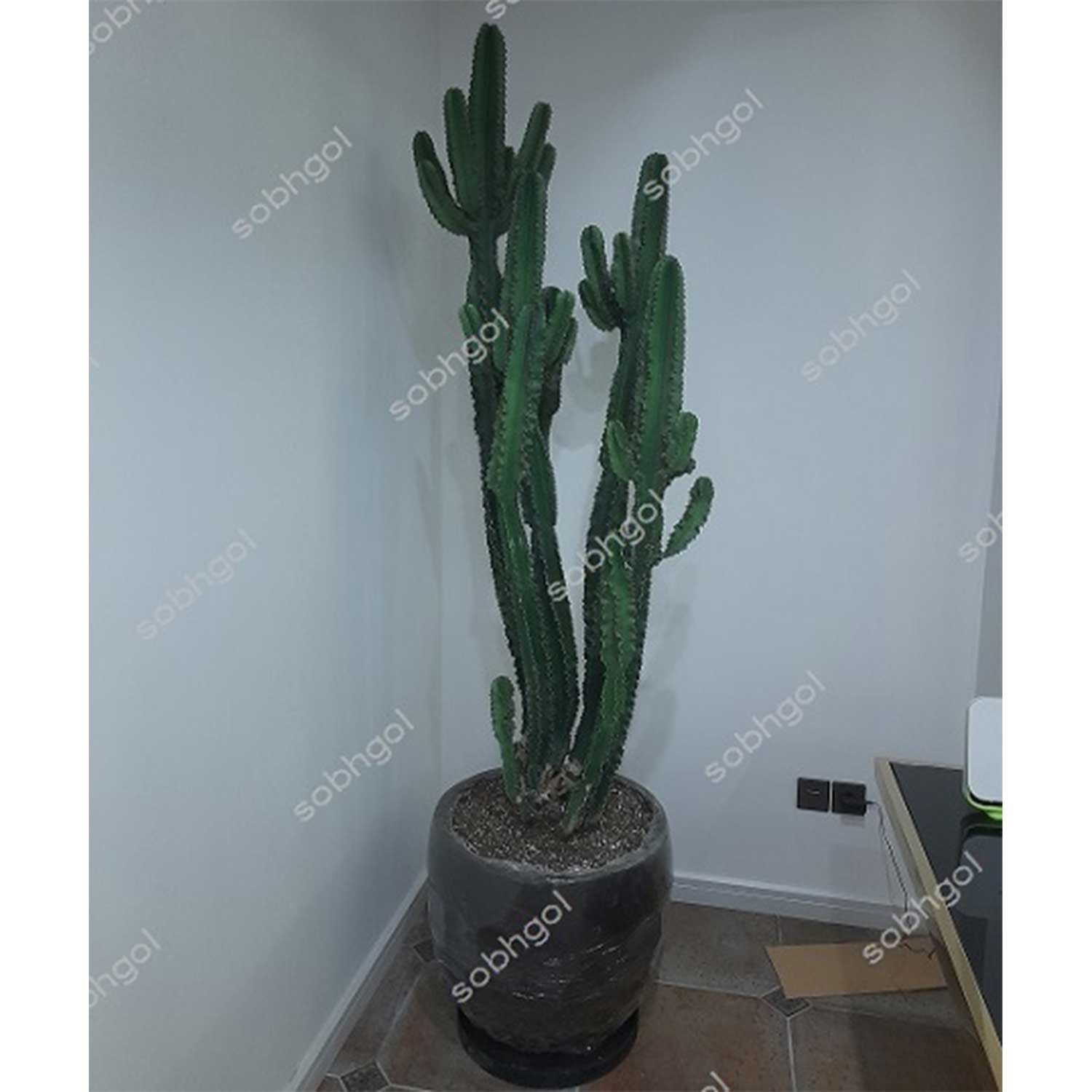افوربیا اینگنس EU05