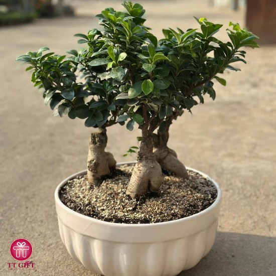 bonsai Flower vase