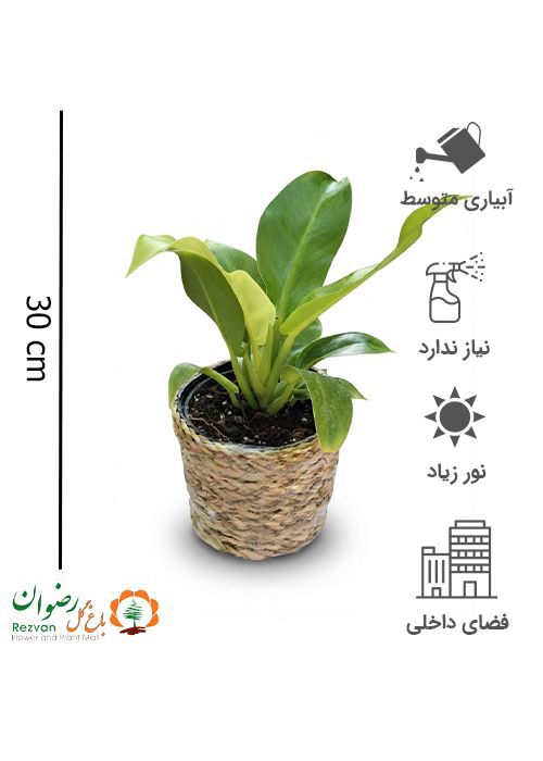 فیلودندرون نئون همراه گلدون حصیری