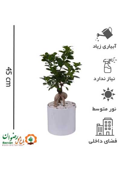 گیاه بنسای با گلدان مهرنی 17.5 سفید کد GB5