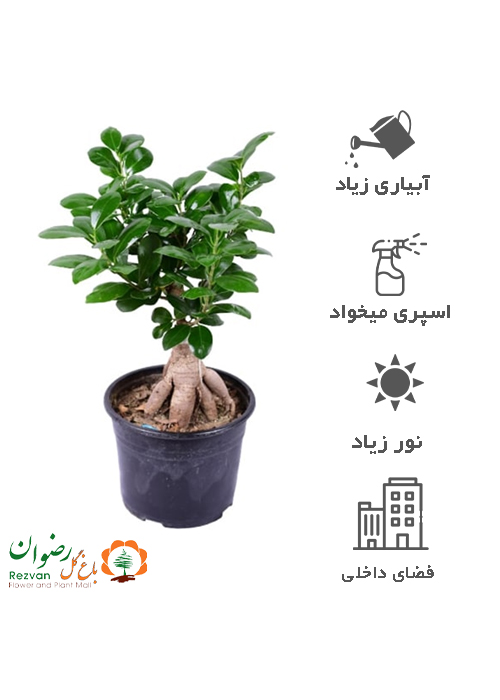 گیاه بنسای گلدان 14 GB2