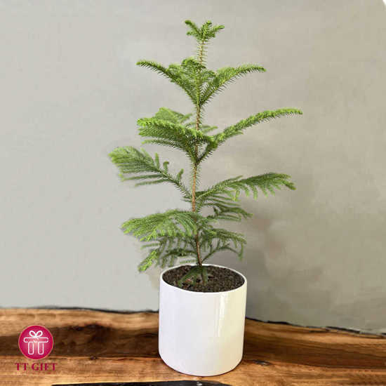 Norfolk Island Pine Flower Vase