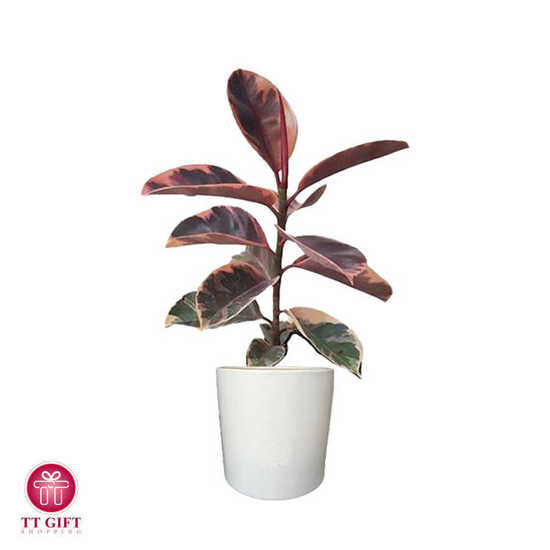 Ficus Elastica Ruby Flower Vase